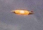 Possible UFO, 1970 Bremerton, WA