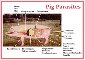 Pig parasites